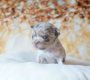 Chihuahua Welpen 