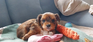 Wunderschöne Morkie (Yorkshire Malteser) Welpen zu vergeben