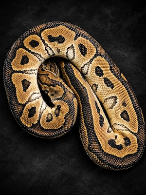 Königspython Clown 