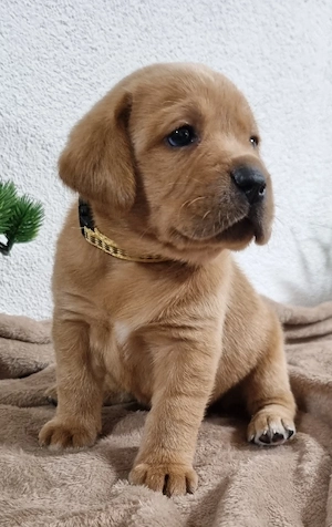 Labrador Welpen,  schwarz und Foxred 