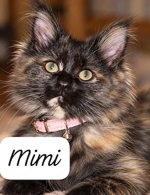 Perser Mix Katzen