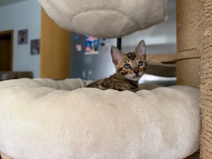 Reinrassige Bengal Kitten mit schönen Rosetten 