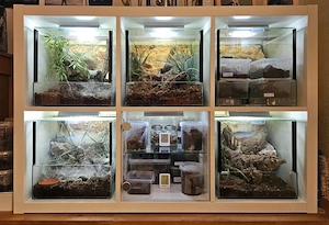 5 Terrarien - Rack Kallax   Weinstadt oder Abholung