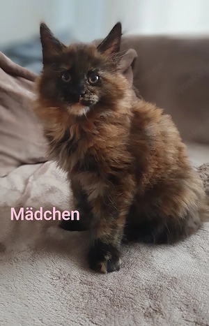 Main Coon Kitten 