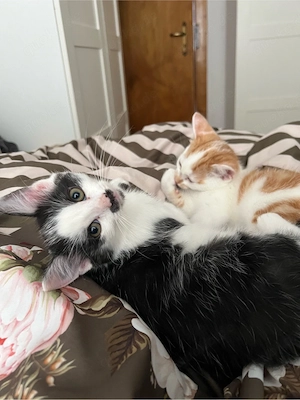 süsse katzen kitten zu verkaufen 