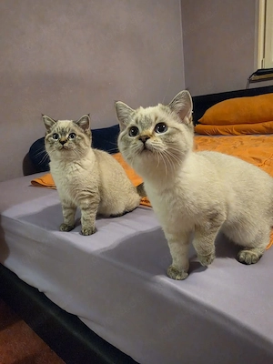 2 Wunderschöne Heilige Birma, Ragdoll x BKH Kitten