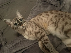 Bengal Katze 