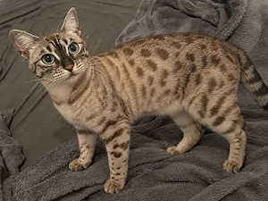Bengal Katze 
