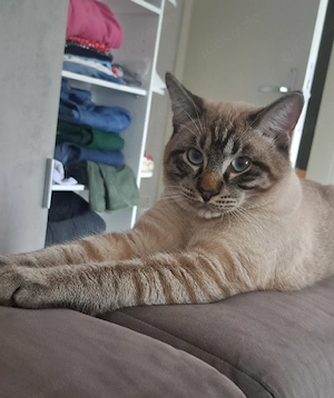 Heilige birma Siam mix Kitten 