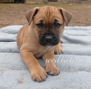 Boxerwelpen x Working Kelpie 