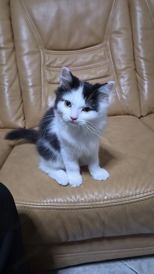 Main Coon baby 
