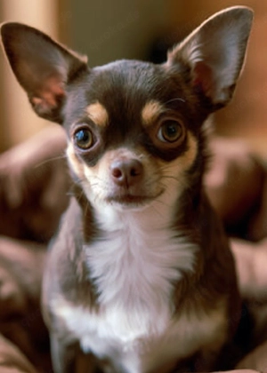 Chihuahua  noch einer  ist da 