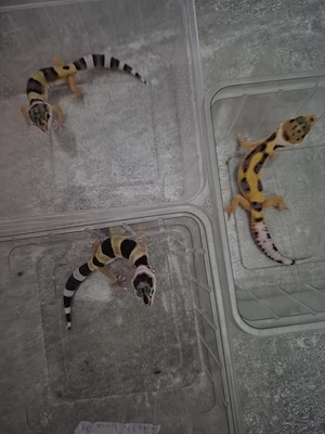 leopardgeckos letzten dieses jahr 
