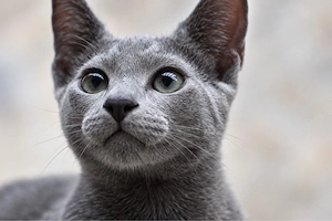    Russisch Blau Katerchen suchen ein liebevolles Zuhause!   