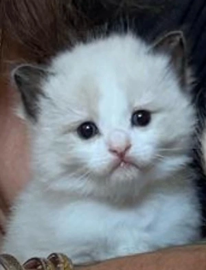 Ragdoll Kätzchen - Kitten bicolor 