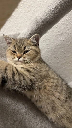 reinrassiger BKH kater abzugeben 