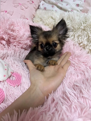 Chihuahua Rüde 