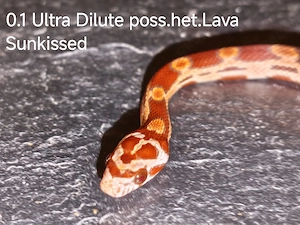 Kornnatter Nachzuchten 9 26 1.1 Ultra Dilute poss.het. Lava Sunkissed.