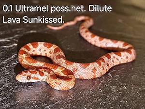 Kornnatter Nachzucht 9 26 0.1 Ultramel poss.het. Dilute Lava Sunkissed Striped.