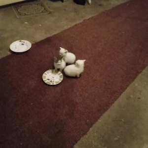 Junge Katzen zu verschenken