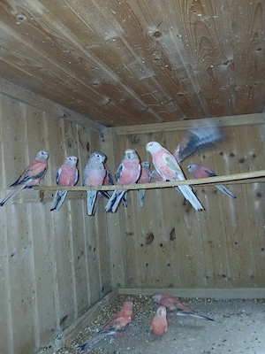 Bourkesittiche 