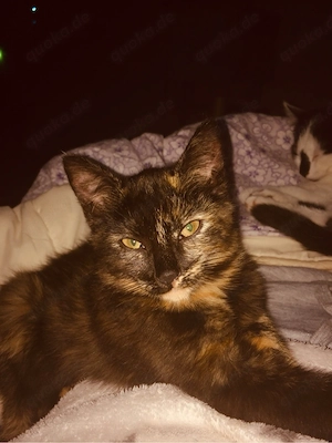 kitten zu verkaufen 