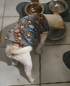 Chihuahua  noch einer  ist da 