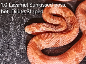 Kornnatter Nachzucht 9 26 1.0 Lavamel Sunkissed poss.het.Dilute Striped