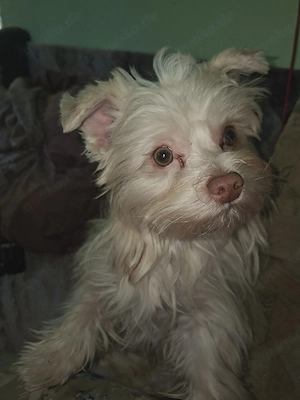 Yorkshire terrier zum Deckrüden an. 