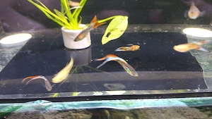 wiener smaragd Guppys spalternig in blond 