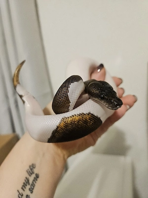 Königspython Suma Piebald