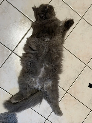 Die Katze mit dem Sortiment 
