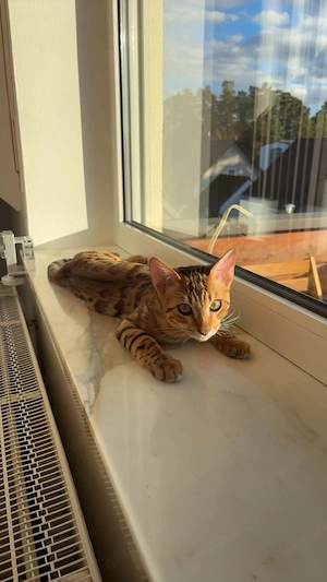 Bengal kitten 4 Monate ab sofort abzugeben
