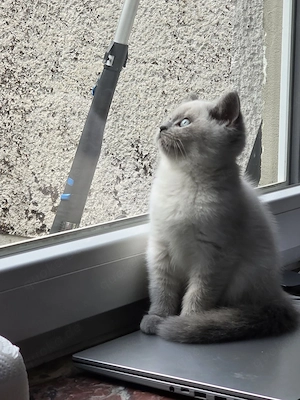 Britisch Kurzhaar Blupoint kitten