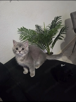 BKH-Kater sucht ein liebevolles Zuhause