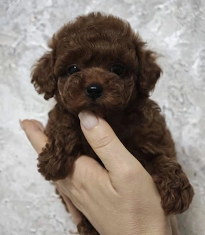 Toy poodle Welpen.