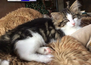 Zwei Norwegische Waldkatzen Kater Kitten Brüder 14 Wochen mit Stammbaum noch frei