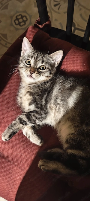 Flauschkugel sucht dringend ein liebevolles Zuhause!
