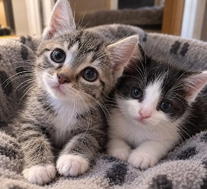 2 Kitten zu verkaufen 