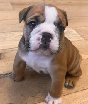 Englische Bulldoggenwelpen 