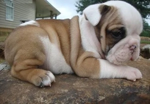 Englische Bulldoggenwelpen 