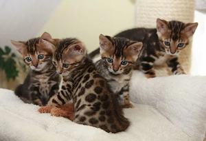 Reinrassige Bengal Kitten'S