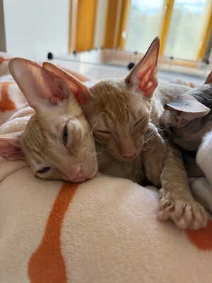 Exklusive Cornish Rex Babys mit Papieren aus deutscher Zucht