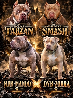 American Bully Welpen der Extraklasse erwartet