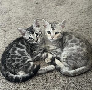 Bengal Kitten 
