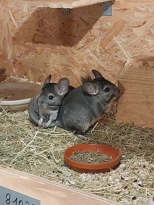 Chinchilla Böcke