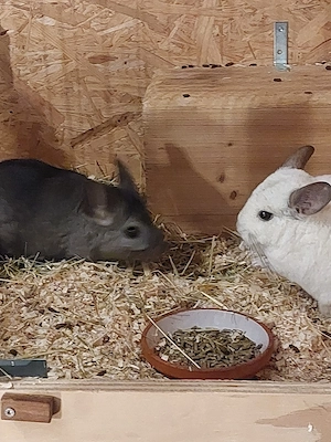 Chinchilla Pärchen 