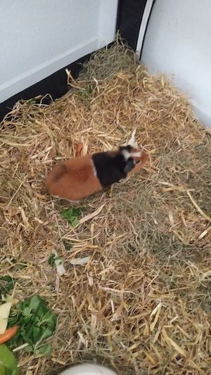 Meerschweinchen Böckchen Abzugeben 