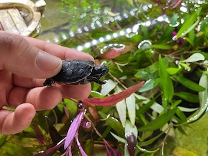 Rückenstreifen-Zierschildkröten (Chrysemys picta Dorsalis, NZ 2026, weiblich)