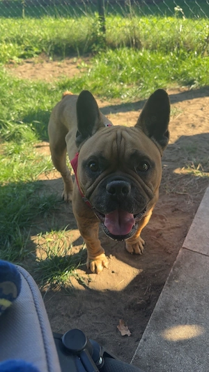 Exotic Bully ( Franz Bulldogge Mix)